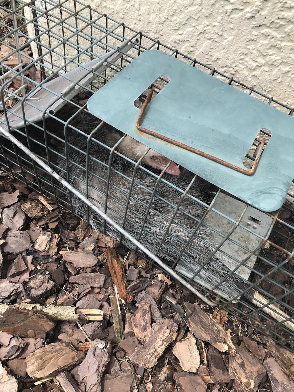 Cresson Wildlife Removal LLC | 13849 TX-171, Cresson, TX 76035, USA | Phone: (817) 438-2599