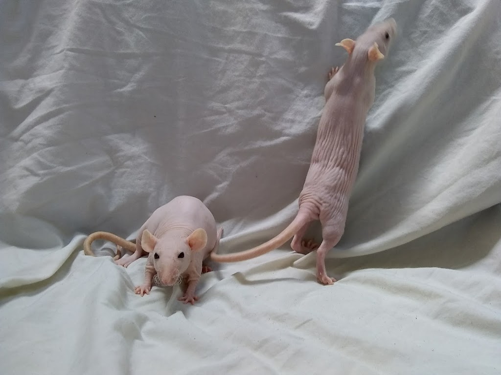 Critters Pet Shop | 7210 Lincoln Way E, Wooster, OH 44691, USA | Phone: (330) 669-7387