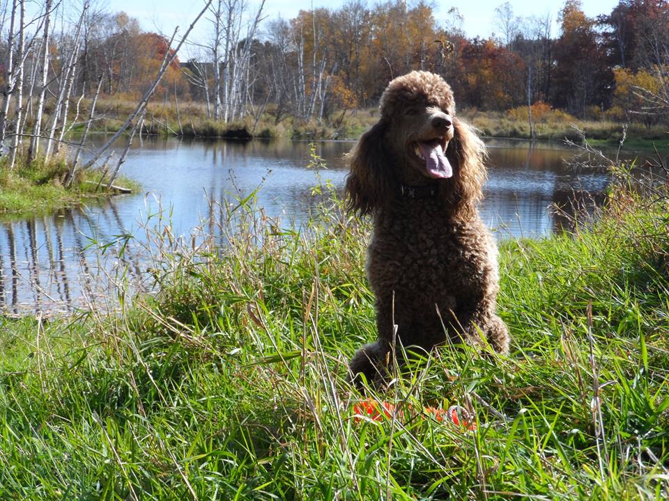 Dover Quality Poodles | 1662 164th Ln NW, Andover, MN 55304, USA | Phone: (763) 434-7332