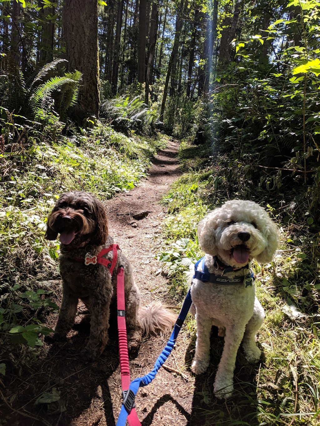 Wilderness Peak | Wilderness Peak Trail, Renton, WA 98059, USA | Phone: (206) 477-4527