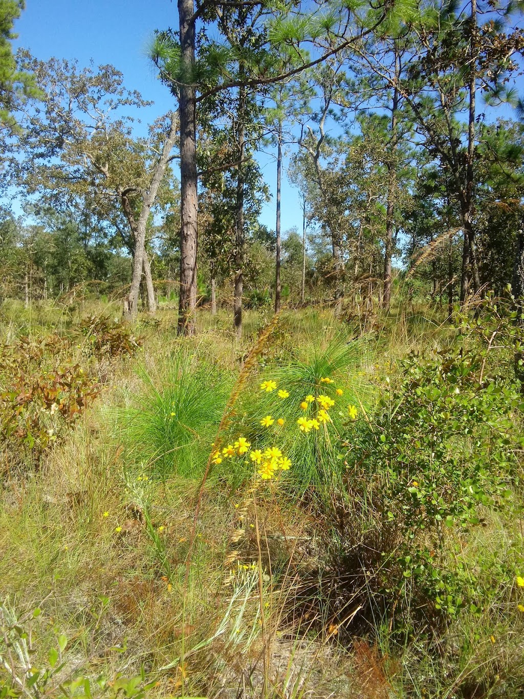 Black Creek Ravines Conservation Area | 5703 Green Rd, Middleburg, FL 32068, USA | Phone: (386) 329-4404