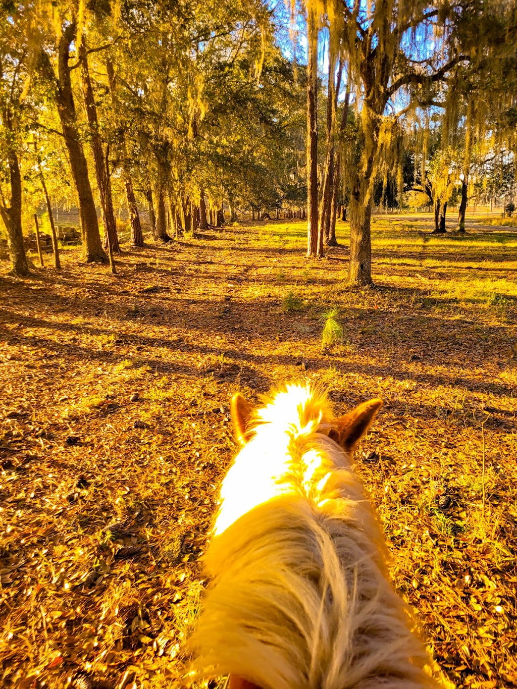 Flatwoods Equestrian Center | 9348 Sycamore Rd, Clermont, FL 34714, USA | Phone: (352) 536-5348