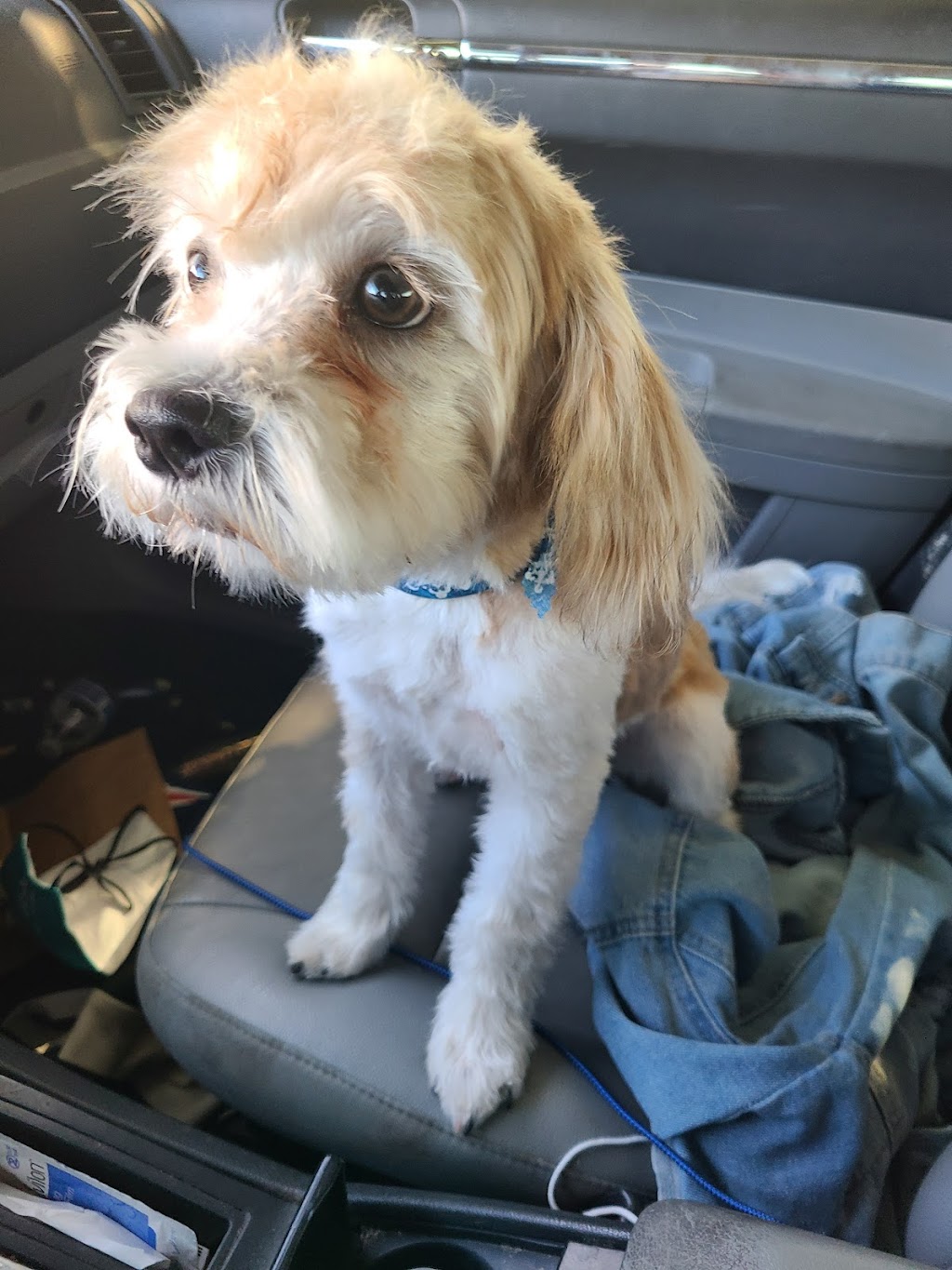 ACE OF HEARTS KENNEL AND GROOMING | 126 Atrisco Dr SW, Albuquerque, NM 87105, USA | Phone: (505) 831-3433