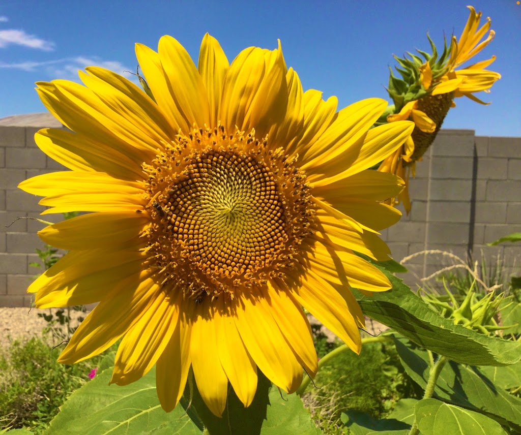 SANANGA CARE HOMES - Behavioral Healthcare Residential Facility. | 41996 W Quinto Dr, Maricopa, AZ 85138, USA | Phone: (520) 510-5057