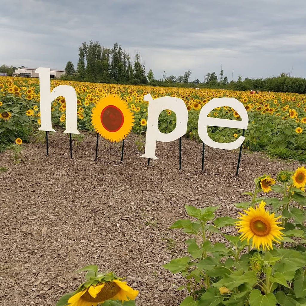 Prayers From Maria Sunflower Field in Avon | Jaycox Rd, Avon, OH 44011 | Phone: (216) 727-3511