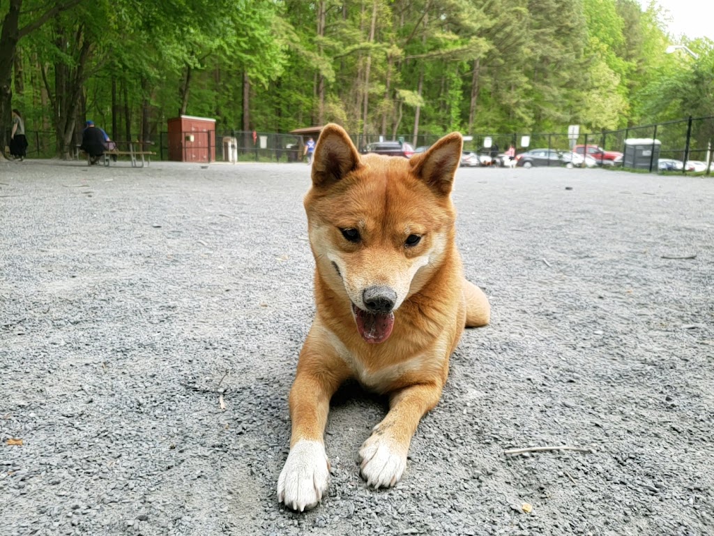 Dog Park in Wheaton Regional Park | 11710 Orebaugh Ave, Wheaton, MD 20902, USA | Phone: (301) 495-2595