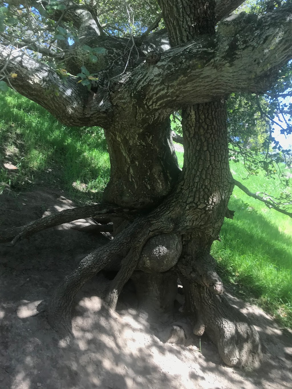 Sycamore Valley Open Space Preserve | 1904 Camino Tassajara, Danville, CA 94526, USA | Phone: (888) 327-2757