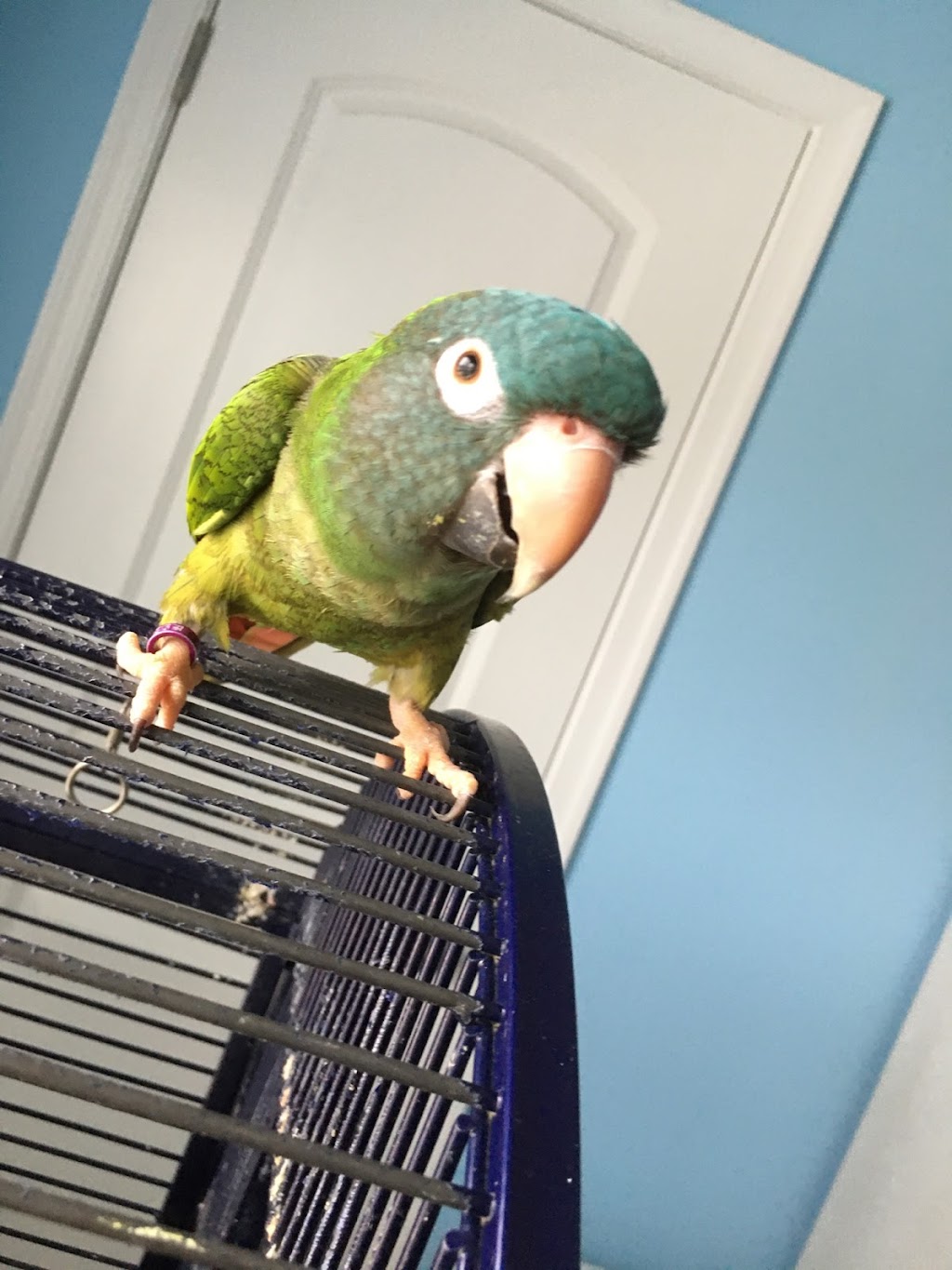 All For Cobalt In Home Pet Care | 4006 West Ct, Chesterfield, VA 23832, USA | Phone: (804) 638-8239