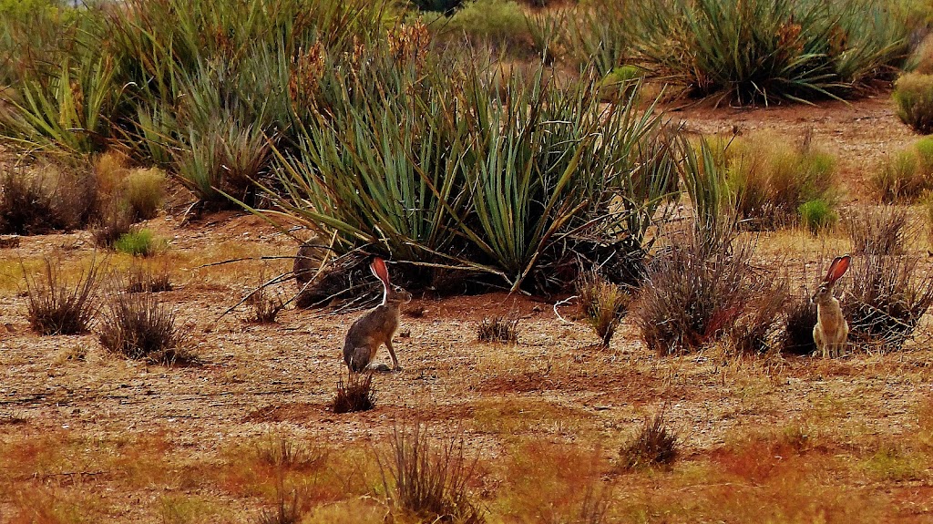 Val Vista RV Resort | 16680 W Val Vista Blvd, Casa Grande, AZ 85122, USA | Phone: (520) 836-7800