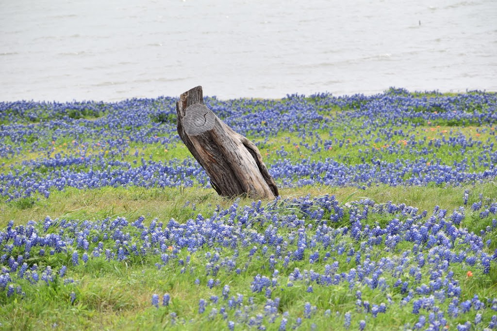 Meadow Nature Area | 1901 Laneview Dr, Ennis, TX 75119, USA | Phone: (972) 878-4748