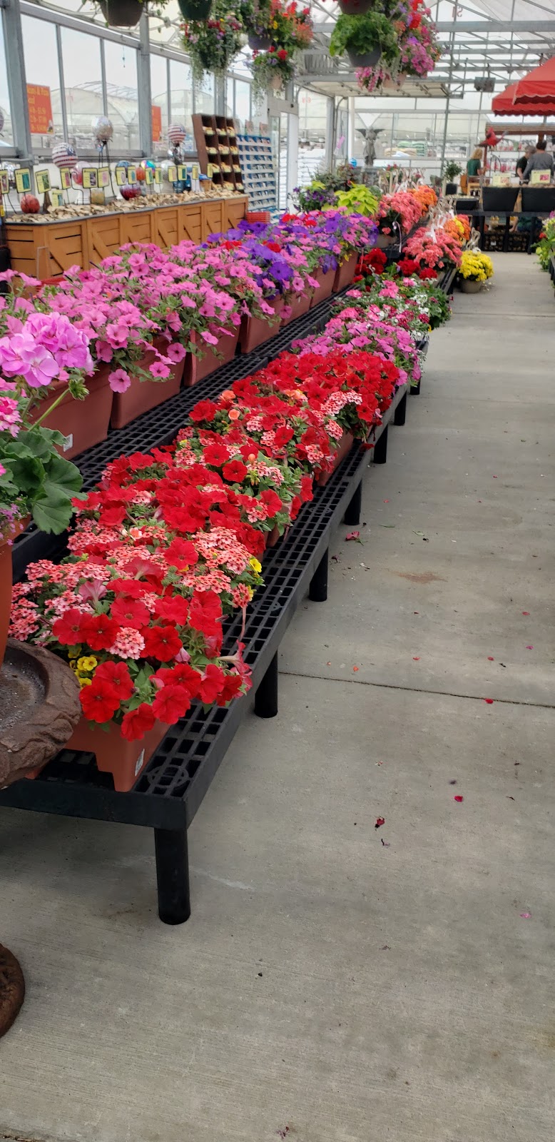 Wardells Garden Center | 7713 Dutch Rd #9732, Waterville, OH 43566, USA | Phone: (419) 878-4195