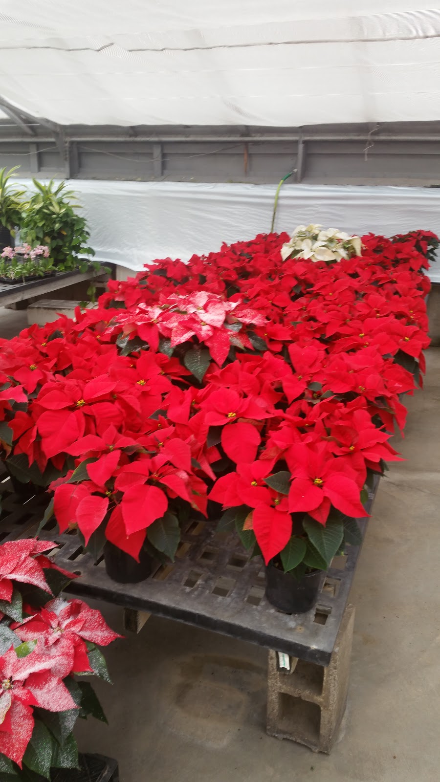 N G Heimos Greenhouses | 12345 Eddie & Park Rd, Sappington, MO 63127, USA | Phone: (314) 842-6900