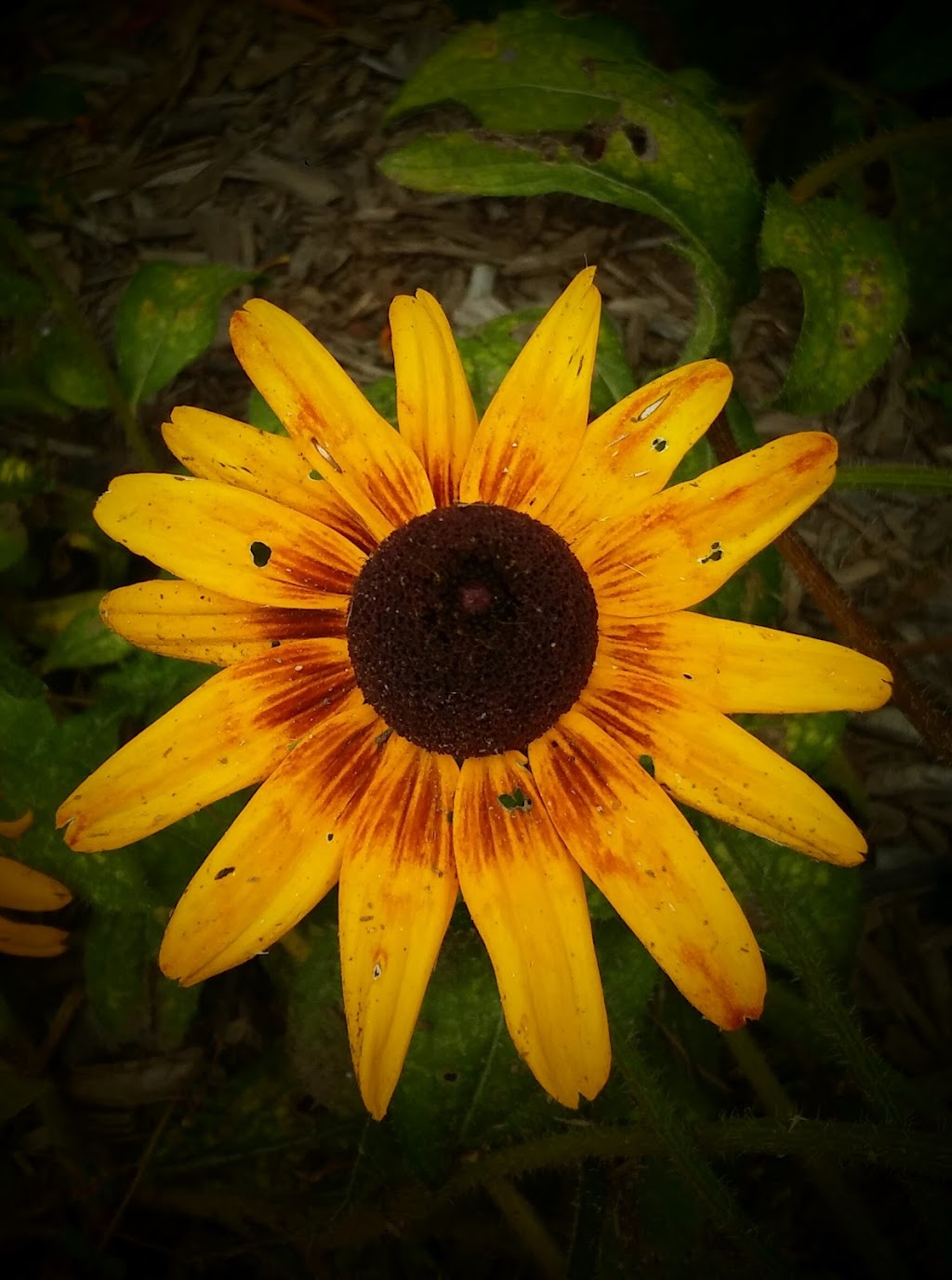 Lucas Cinemas Maysville 4 | 1579 U.S. Hwy 68, Maysville, KY 41056, USA | Phone: (606) 759-7516