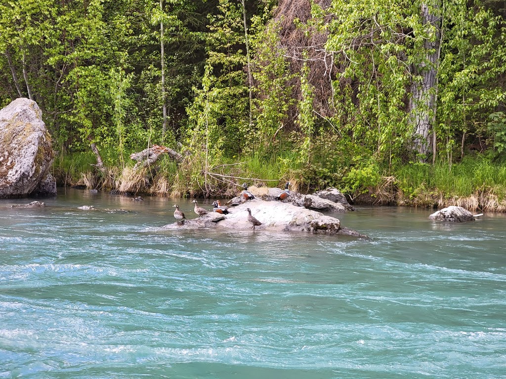 Alaska River Adventures | 35269 King Salmon Dr, Cooper Landing, AK 99572, USA | Phone: (907) 595-2000