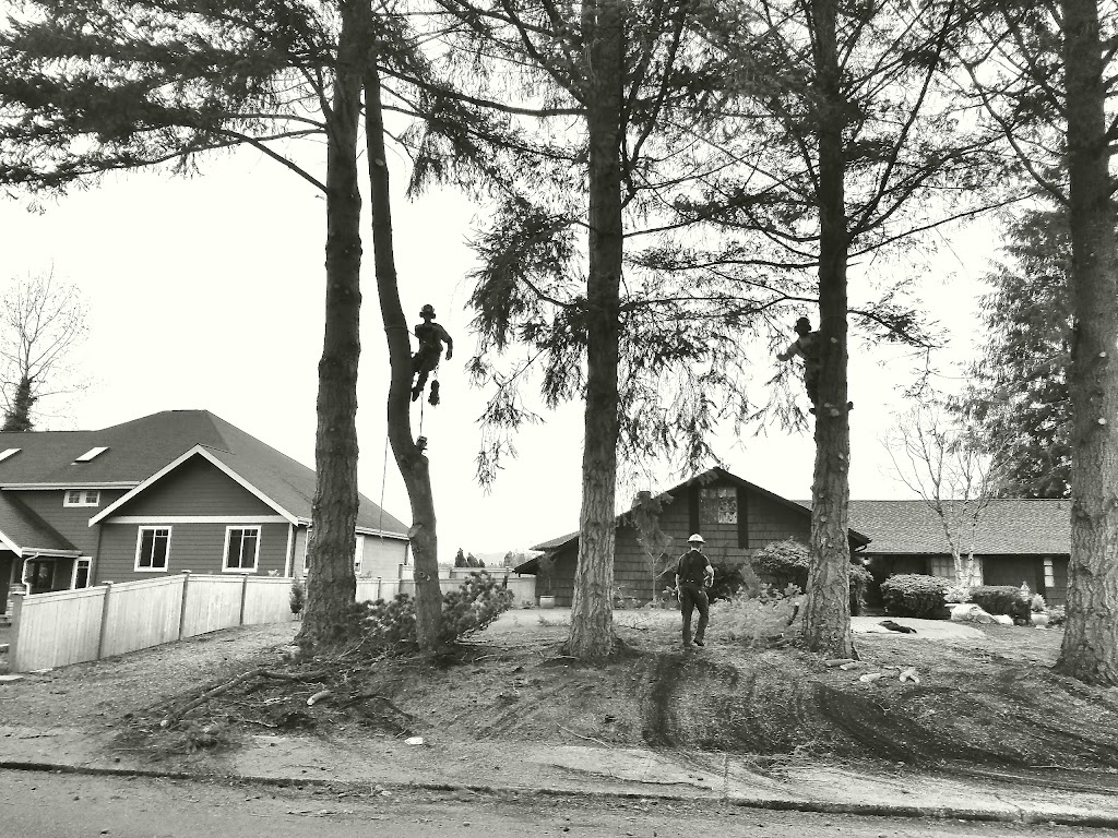Taylors Snohomish Tree Service | 7717 184th Dr SE, Snohomish, WA 98290, USA | Phone: (425) 903-0559