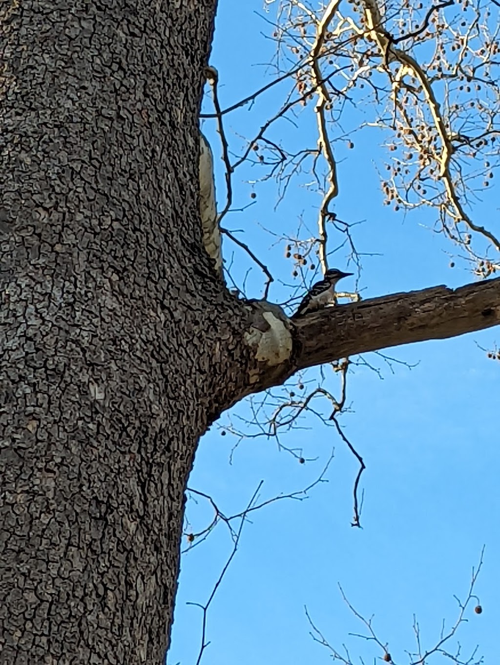 Liberty Park | Park Dr, Girard, OH 44420, USA | Phone: (330) 545-3306