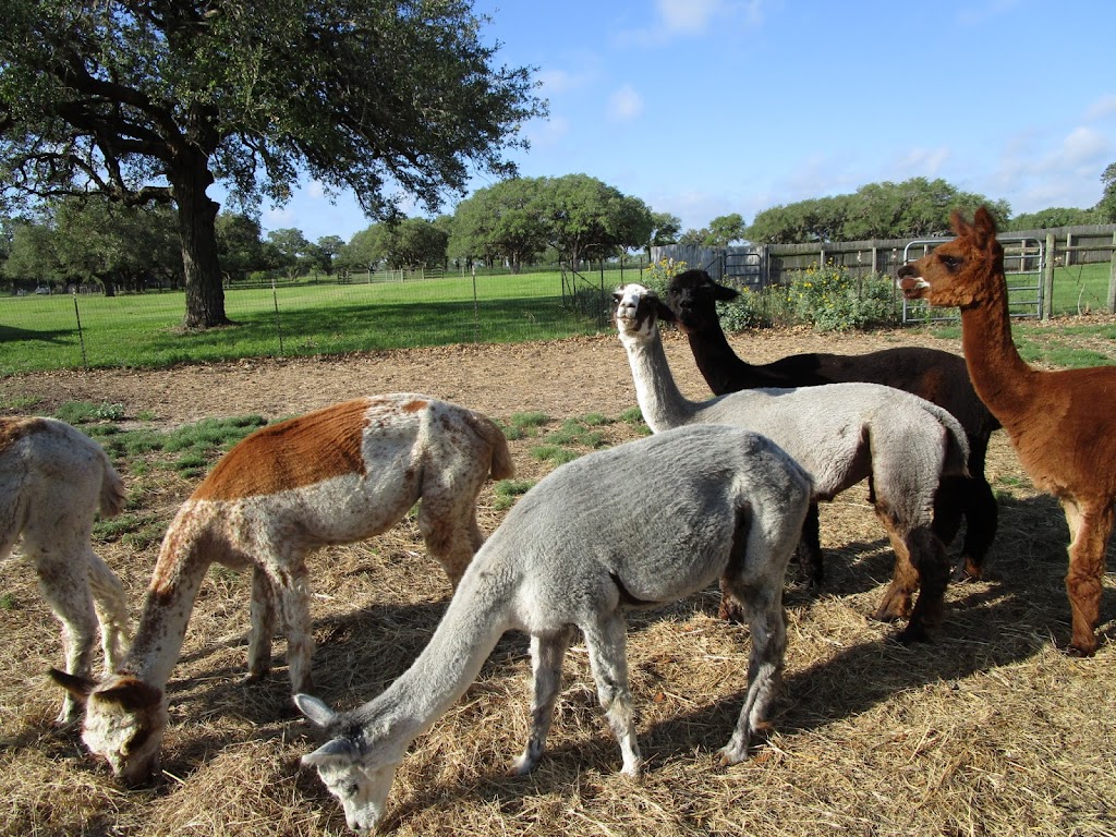 Shear Bliss Alpacas | 605 Silver Creek Rd, Sinton, TX 78387, USA | Phone: (361) 287-3643