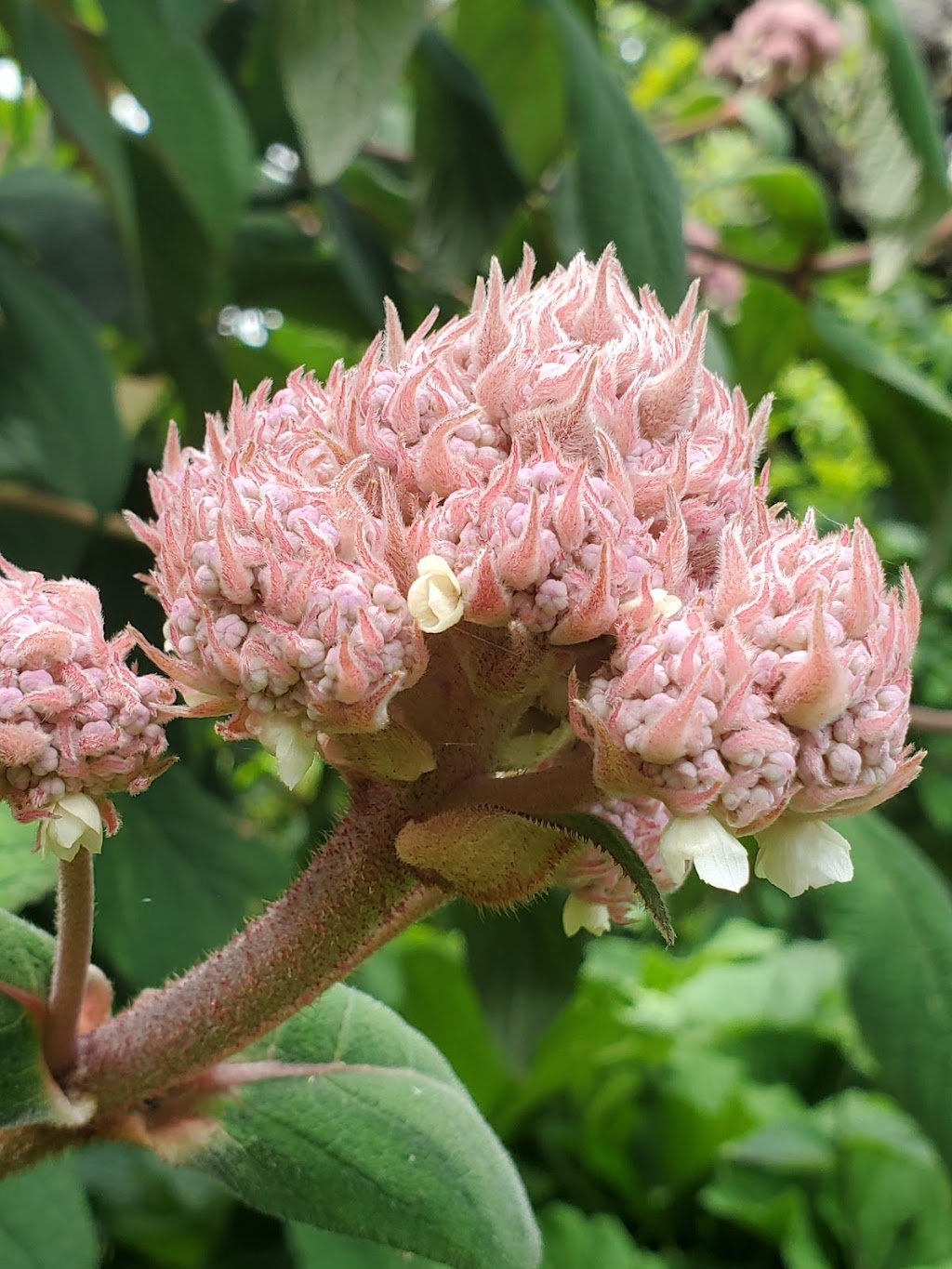 Joy Creek Nursery | 20300 NW Watson Rd, Scappoose, OR 97056 | Phone: (503) 543-7474