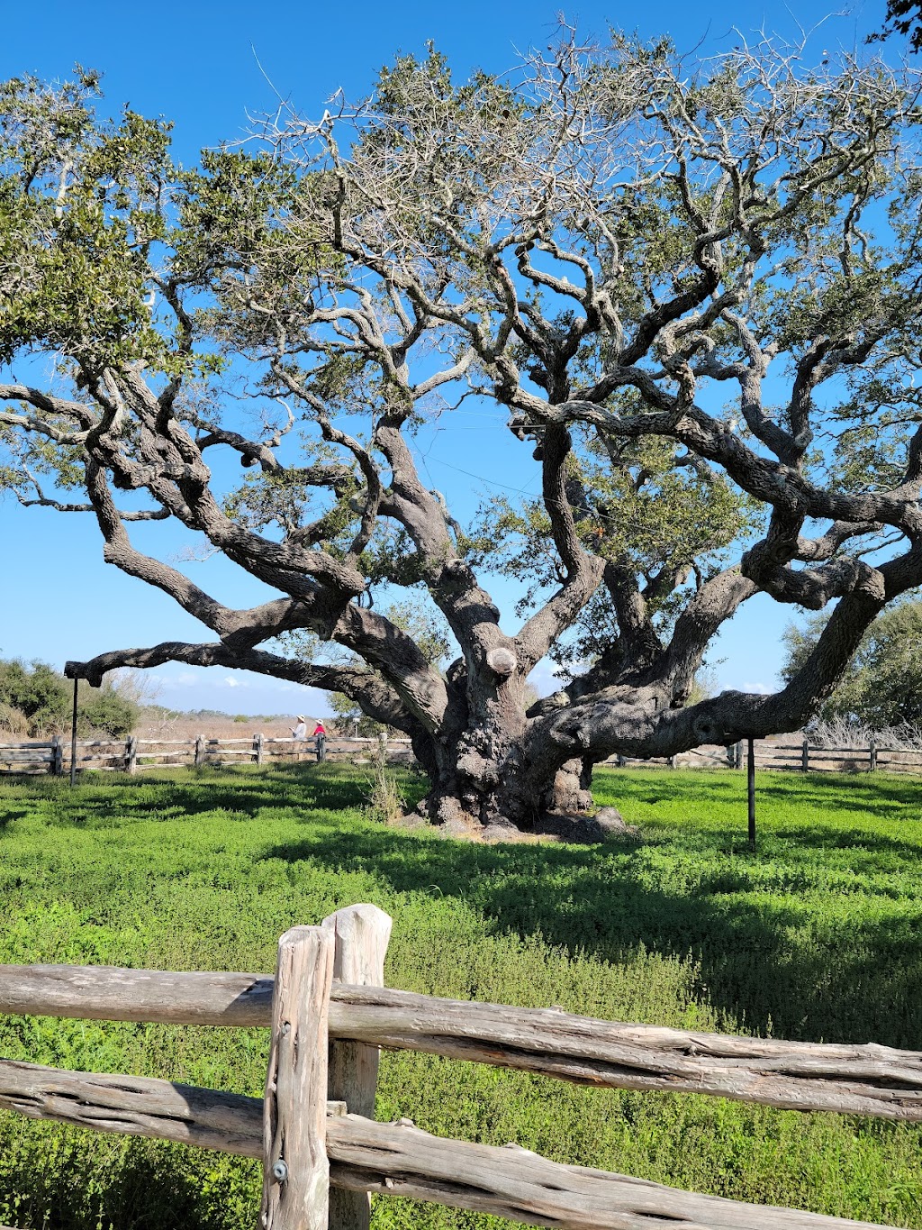 Goose Island State Park | 202 S Palmetto St, Rockport, TX 78382, USA | Phone: (361) 729-2858