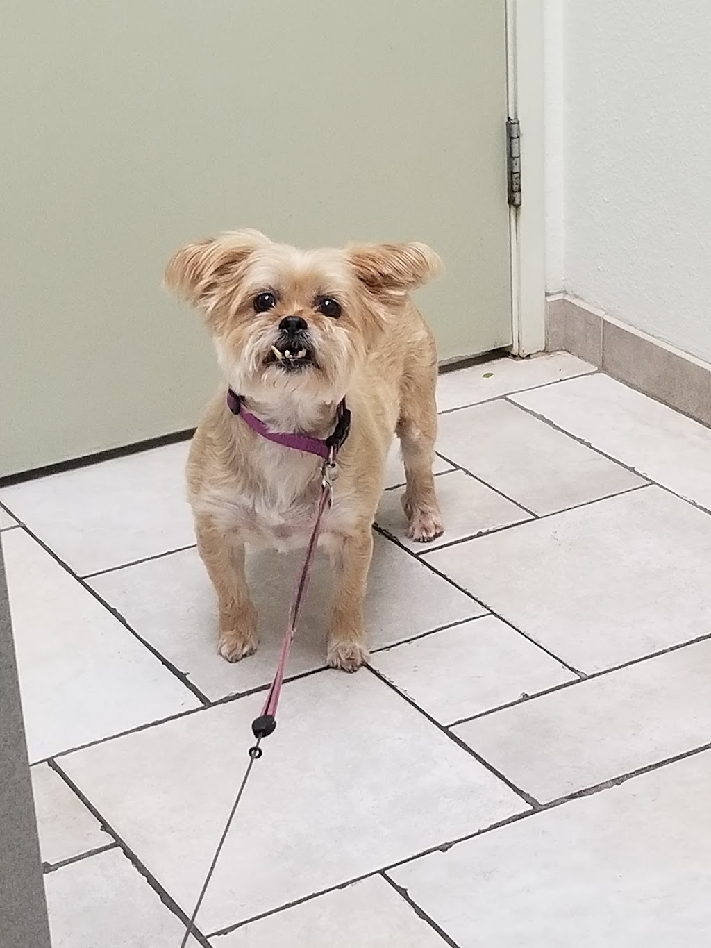 Melrose Veterinary Hospital | 1680 S Melrose Dr #104, Vista, CA 92081, USA | Phone: (760) 727-5151