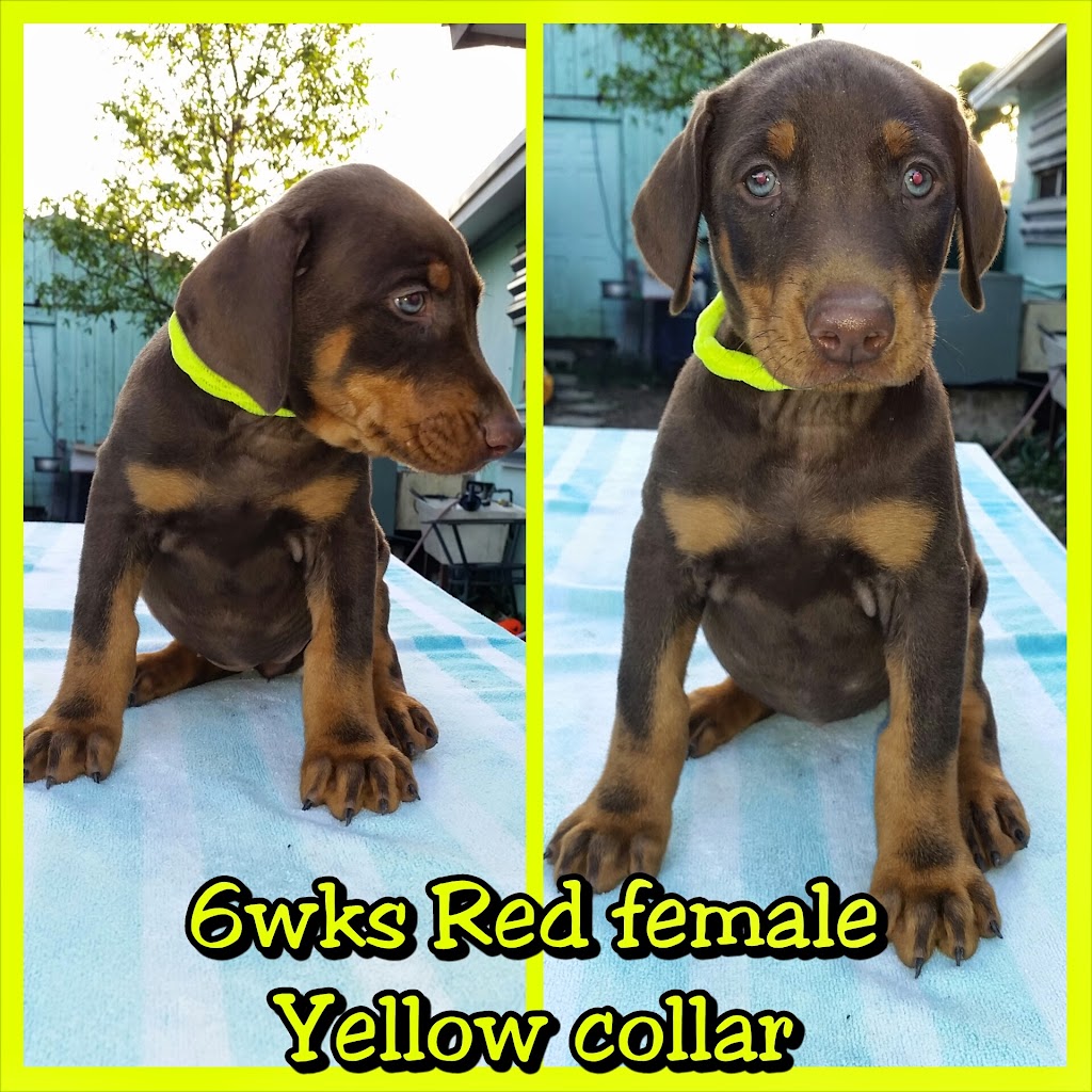 Doberman Pinscher Kennel | 15754 SW 300th Terrace, Homestead, FL 33033, USA | Phone: (305) 812-7227