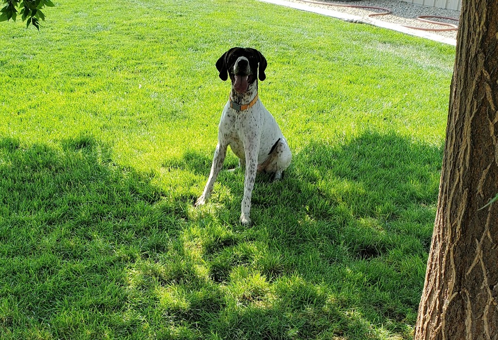 Fetch This Kennels | 10465 Stone Quarry Rd, Payette, ID 83661, USA | Phone: (208) 642-4245