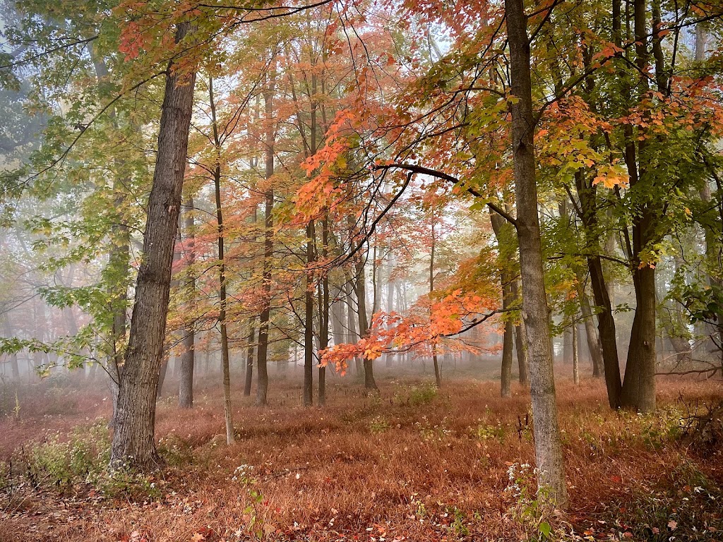 Penn Forest Natural Burial Park | 121 Colorado St, Verona, PA 15147 Mail:, 227 Kansas St, Verona, PA 15147, USA | Phone: (412) 265-4606