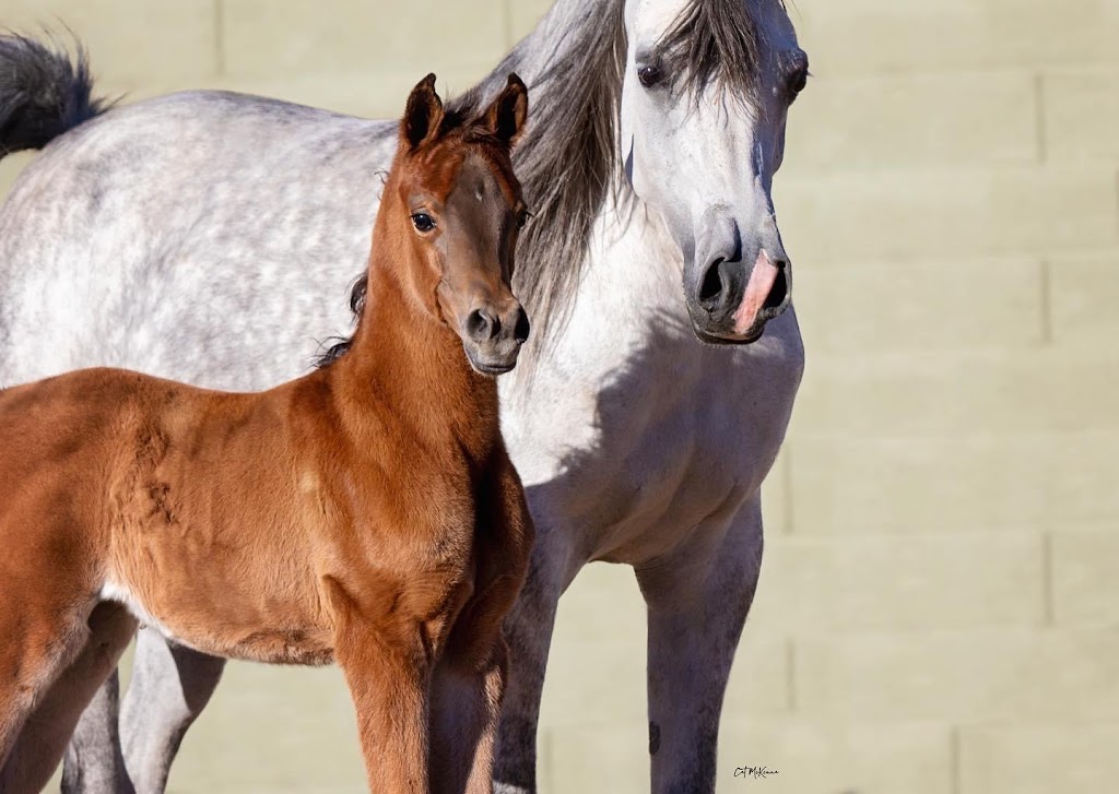 Pedegru - Animal History & Products | 37416 N 26th St, Cave Creek, AZ 85331 | Phone: (602) 295-2334