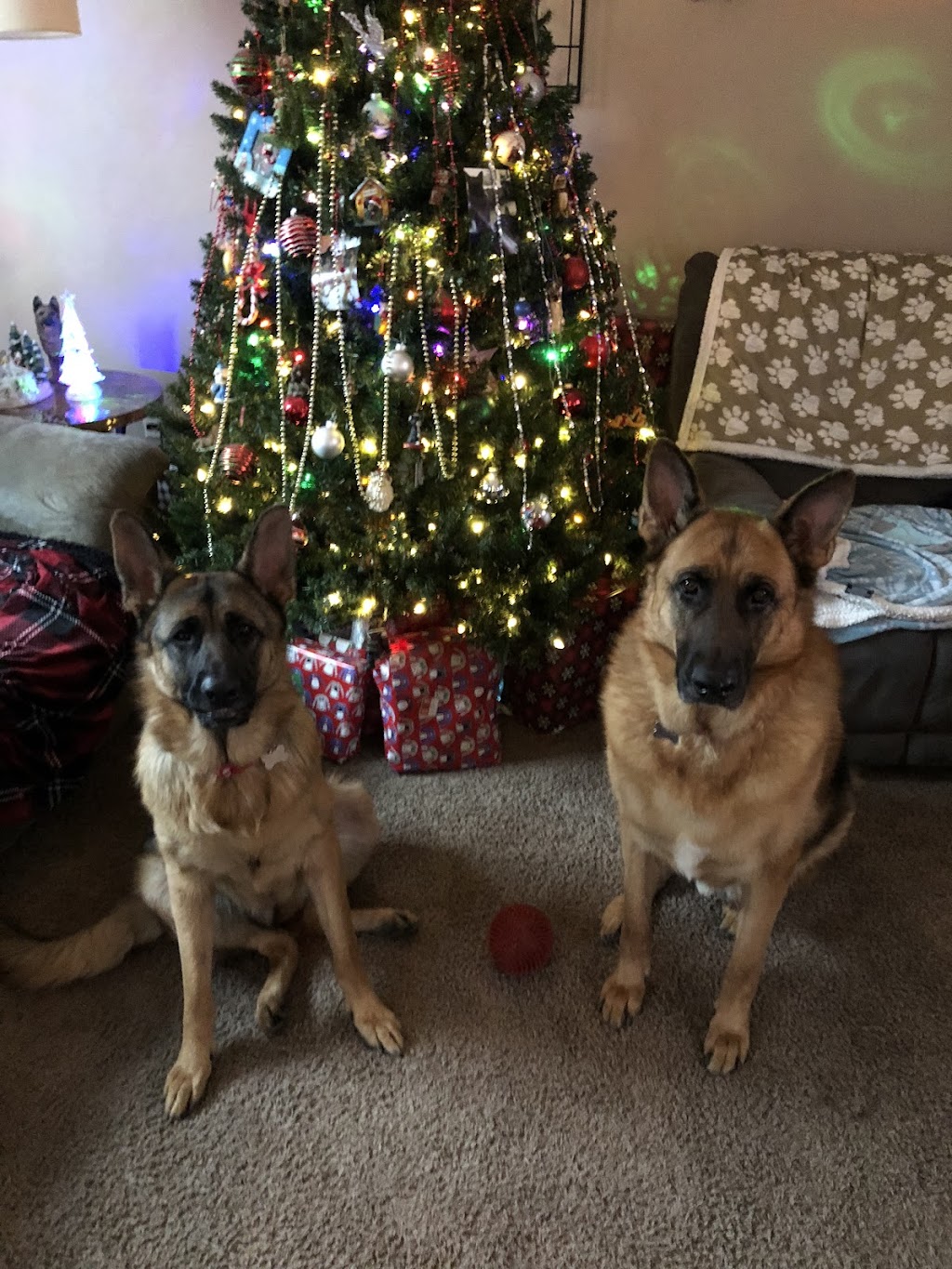 Comfort Care Veterinary Services | 41740 Michigan Ave, Canton Township, MI 48188, USA | Phone: (248) 429-9866