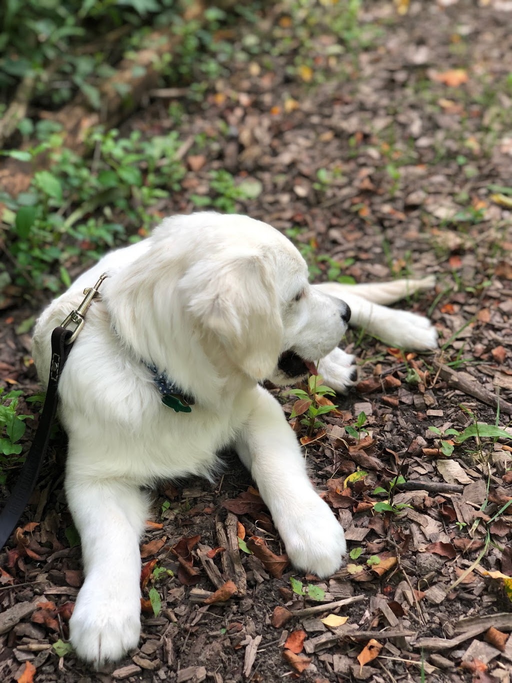 Dicken Woods Nature Area | 1495 S Maple Rd, Ann Arbor, MI 48103, USA | Phone: (734) 794-6230 Dicken Woods Nature Area | 1495 S Maple Rd, Ann Arbor, MI 48103, USA | Phone: (734) 794-6230