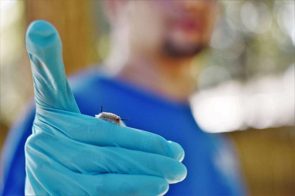 West Termite, Pest & Lawn | 3908 Minnesota St, Bartlesville, OK 74006, USA | Phone: (918) 336-5296