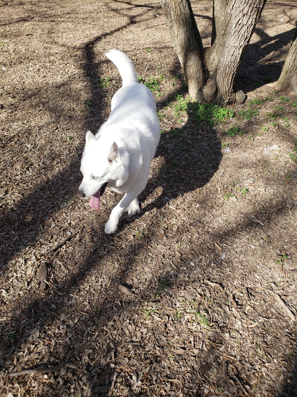 Tails N Trails Dog Park | 950 SE Green Oaks Blvd, Arlington, TX 76018, USA | Phone: (817) 459-5474