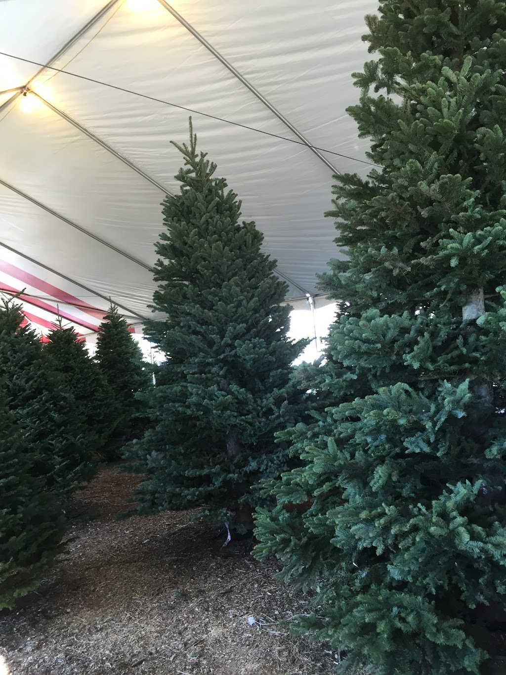 Blakes Christmas Tree Lot | 34111 CA-1, Dana Point, CA 92629, USA | Phone: (949) 806-9498