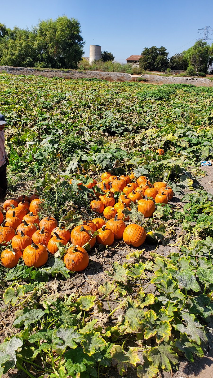 García farms | 16400 Chino Corona Rd, Chino, CA 91708, USA | Phone: (909) 235-1392