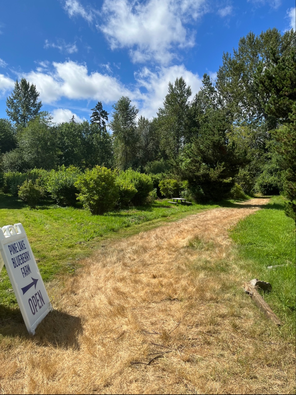 Pine Lake Blueberry Farm | 21509 SE 28th Ln, Sammamish, WA 98075, USA | Phone: (425) 270-9137