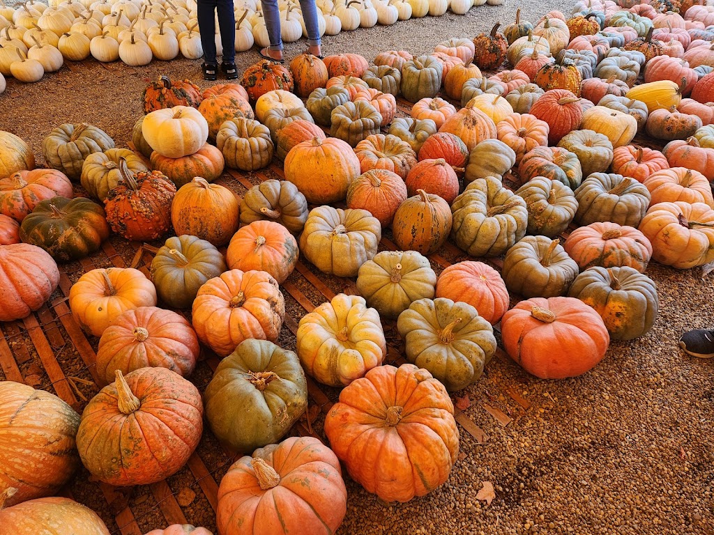 Mulberry Corners Pumpkins | 11591 Chillicothe Rd, Chesterland, OH 44026, USA | Phone: (440) 478-3427