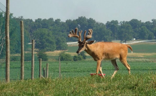 Autumn Wind Whitetails | 3031 E Hartman Rd, Columbia City, IN 46725, USA | Phone: (260) 403-0941