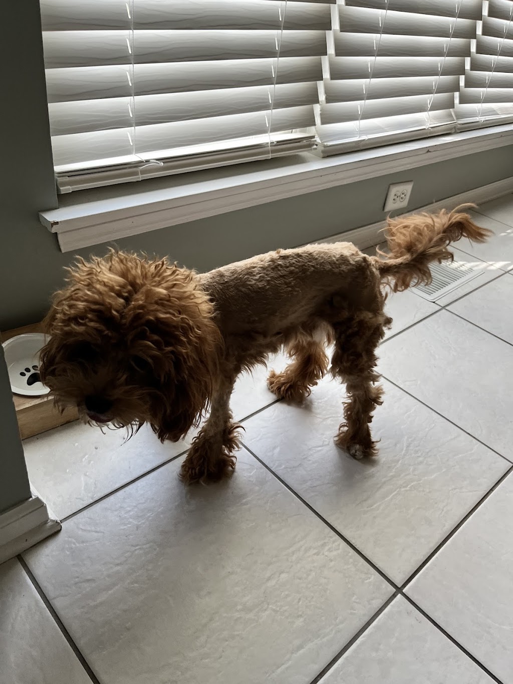 Bentleys Pet Stuff and Grooming & Self-Wash | 1249 E Higgins Rd Unit 1, Schaumburg, IL 60173, USA | Phone: (630) 635-2344