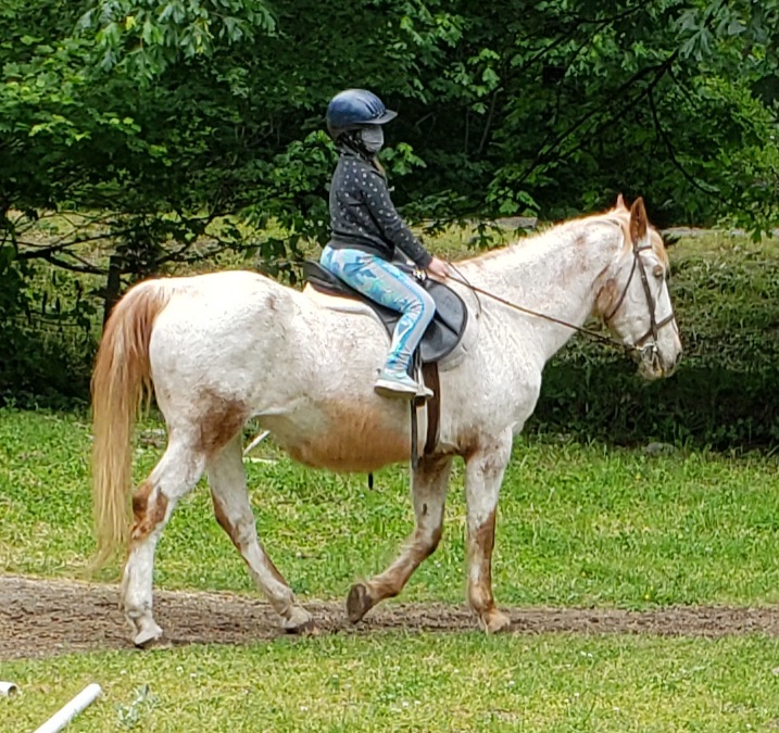 Misty Acres horse Lessons and trail rides | 29615 SE 281st St, Ravensdale, WA 98051, USA | Phone: (425) 432-1467