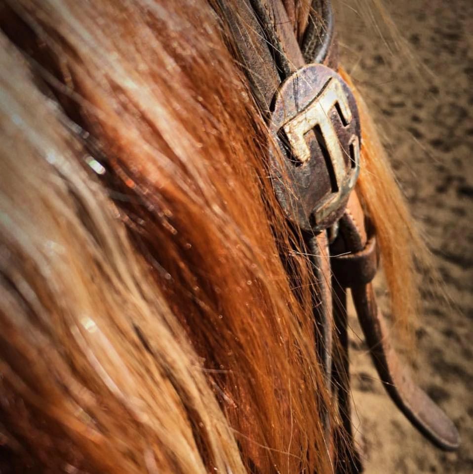 LT Quarter Horses | 21650 Juniper Rd, Perris, CA 92570, USA | Phone: (323) 770-1428