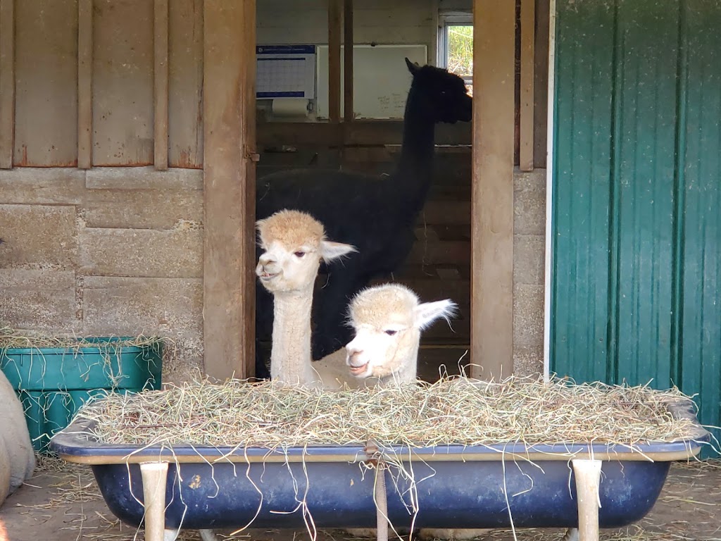 Alpacas of Ellicottville at Sugartown Farms | 6277 Sugartown Rd, Ellicottville, NY 14731, USA | Phone: (716) 699-2902