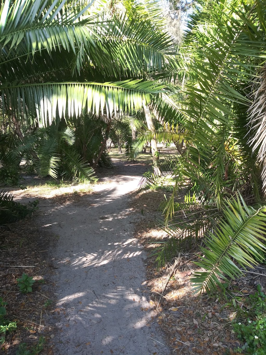 Northeast Coachman Park | 1120 Old Coachman Rd., Clearwater, FL 33765, USA | Phone: (727) 462-6963