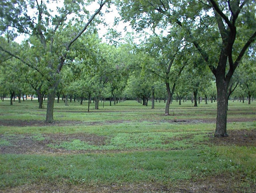 Pecan Patch | 135 S Geuda Springs Rd, Oxford, KS 67119, USA | Phone: (620) 455-3514