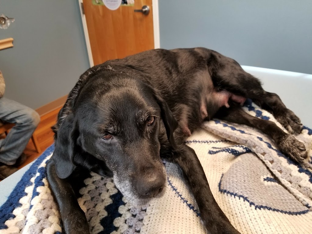 Eastern Shore Animal Hospital | 6421 Caratoke Hwy, Grandy, NC 27939, USA | Phone: (252) 453-8200