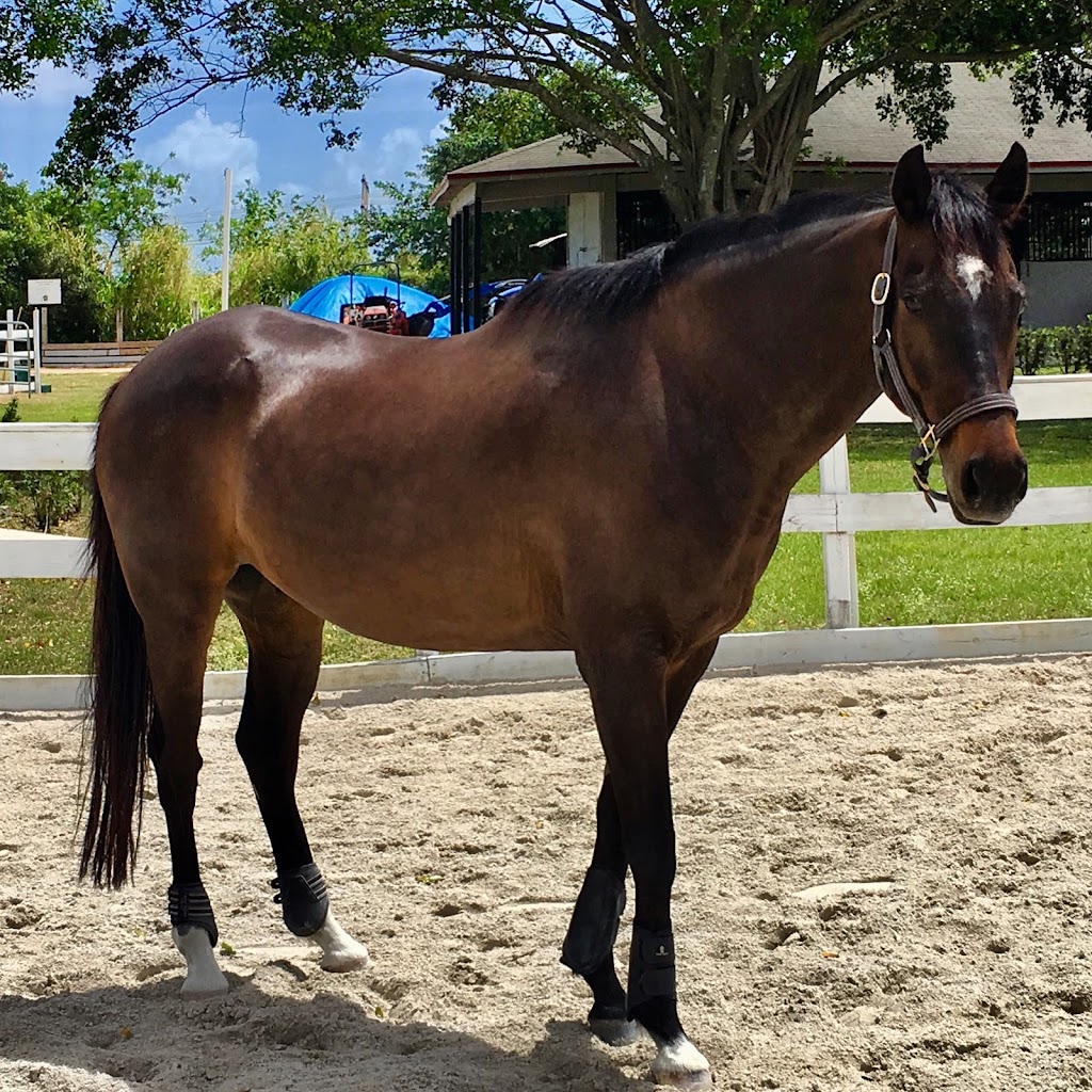 Sport Horse Stables, Corp. | 19525 SW 142nd Ave, Miami, FL 33177, USA | Phone: (305) 360-4104