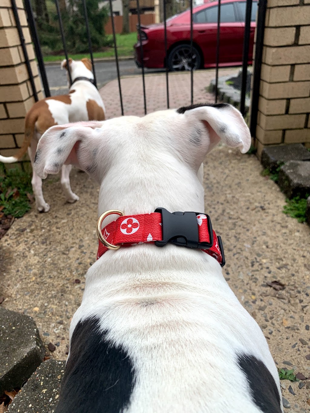 K9 Heat | 50 St Andrews Ct, Lakewood, NJ 08701, USA | Phone: (732) 503-1868