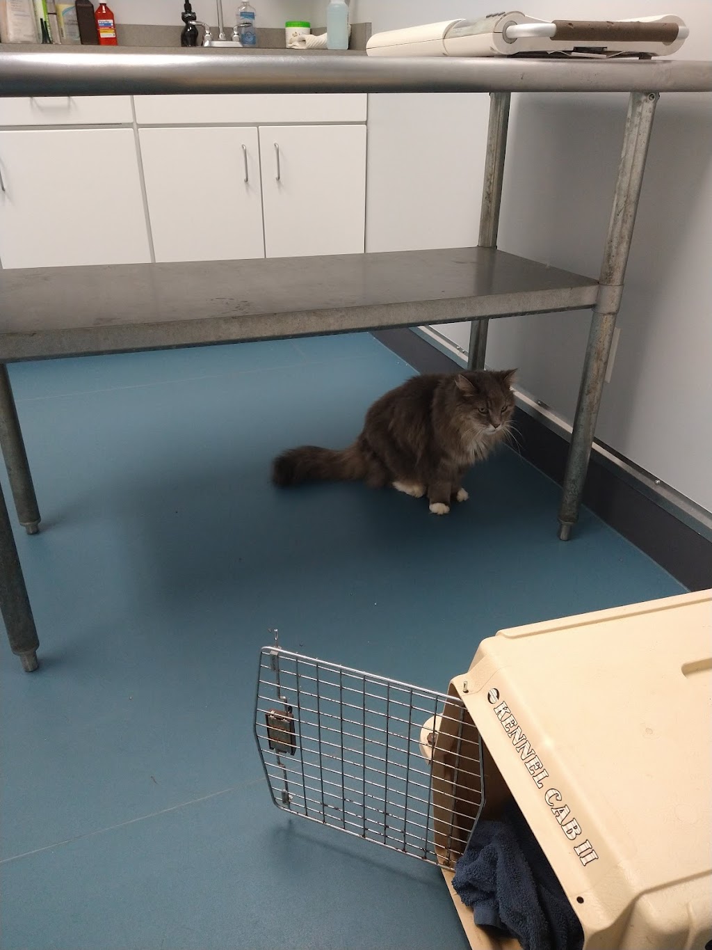 Forestville Animal Hospital | 27 Main St, Forestville, NY 14062, USA | Phone: (716) 965-1021