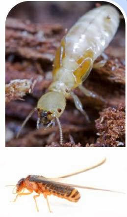 Integra Termite & Pest Control, LLC | 13009 Singleton Dr, Haslet, TX 76052, USA | Phone: (817) 498-5816