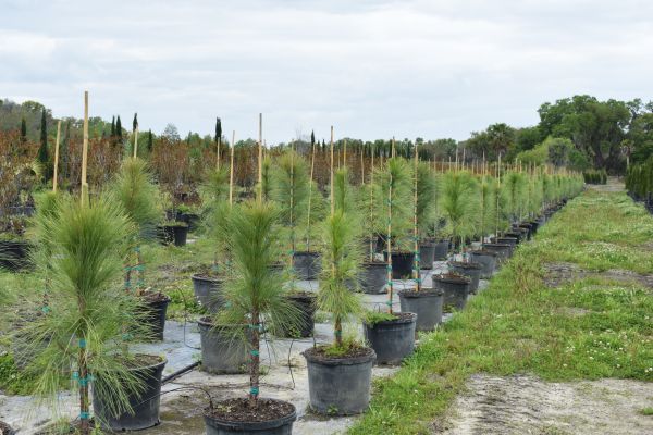 Sunscape Tree Farm, Inc. | 4205 Bruton Rd, Plant City, FL 33565, USA | Phone: (813) 752-4519