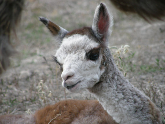 Shear Bliss Alpacas | 605 Silver Creek Rd, Sinton, TX 78387, USA | Phone: (361) 287-3643